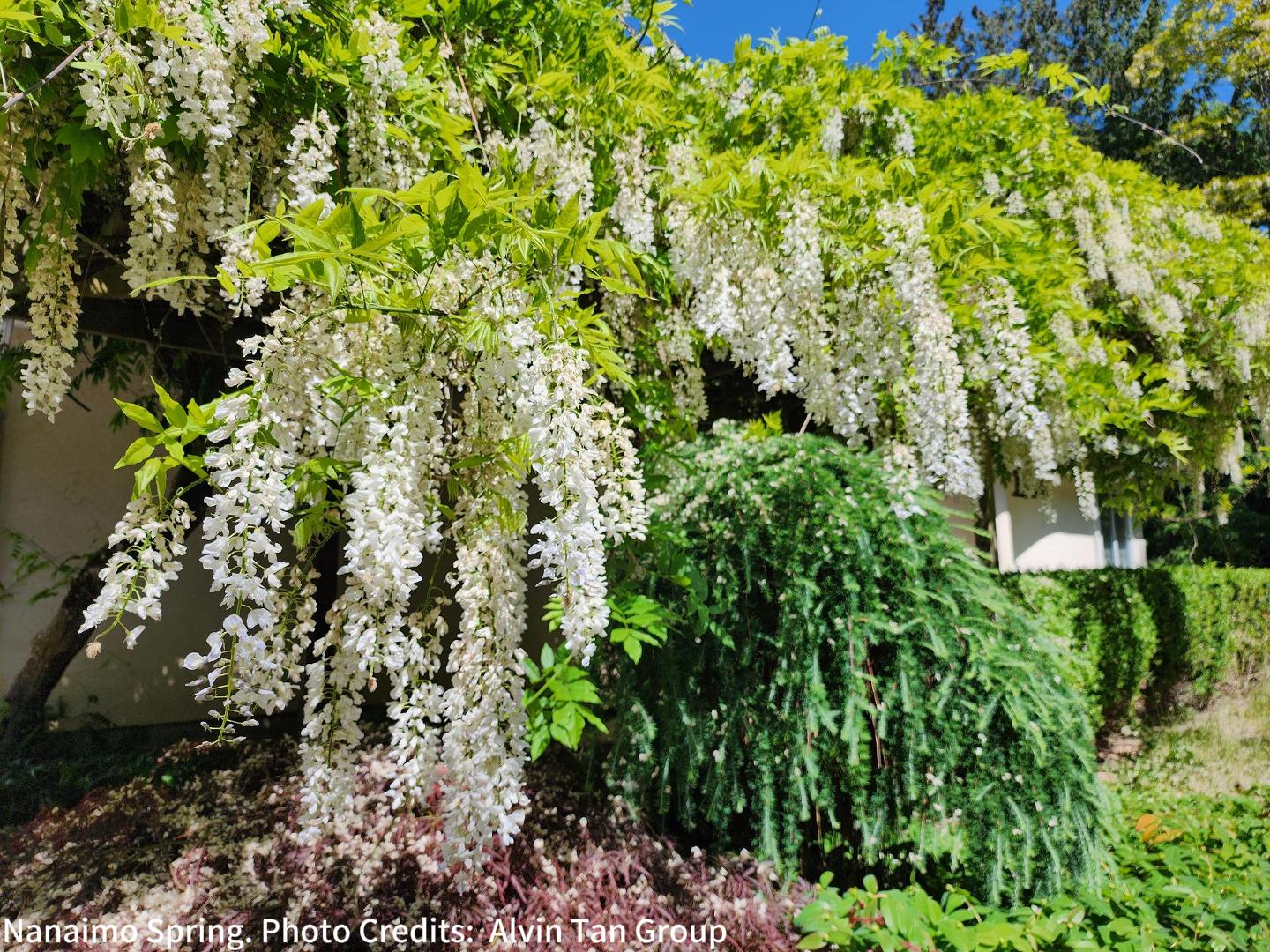 Nanaimo Spring, Flowers, Blooming, Flowers Blooming, Spring, Spring weather, Spring Climate, Nanaimo Spring Weather, Nanaimo Spring Climate, Spring activities, Nanaimo Spring Activates,