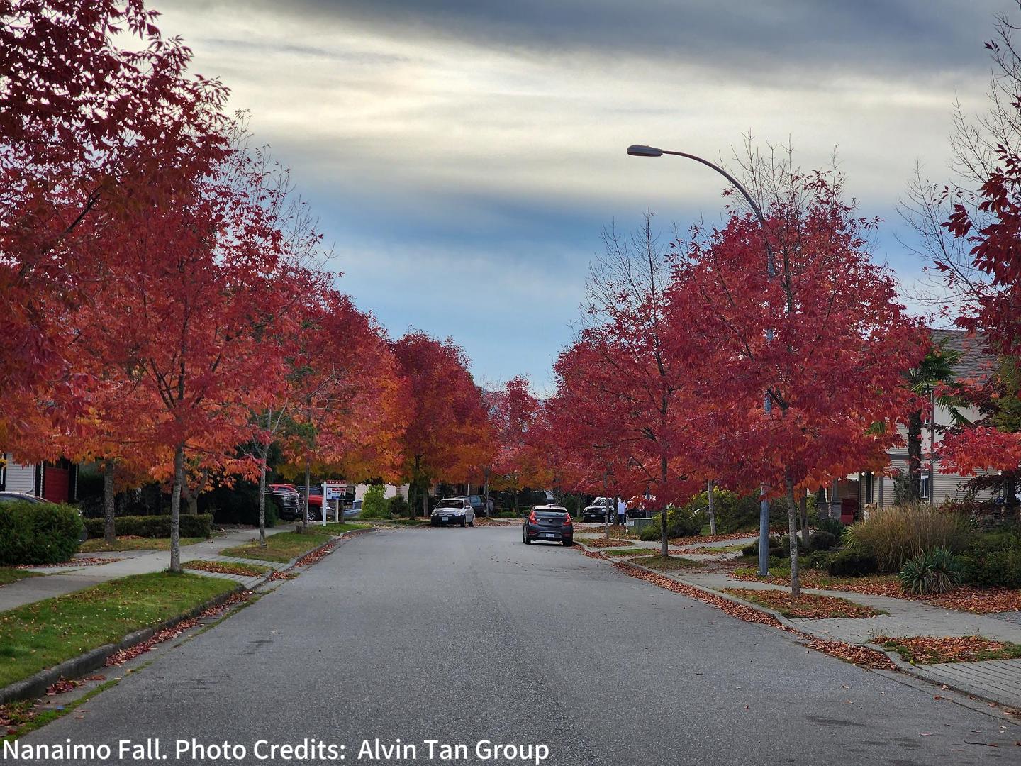 Nanaimo Fall, Trees, Maple Trees, Leaf Watching, Fall, Fall weather, Fall Climate, Nanaimo Fall Weather, Nanaimo Fall Climate, Fall activities, Nanaimo Fall Activates,