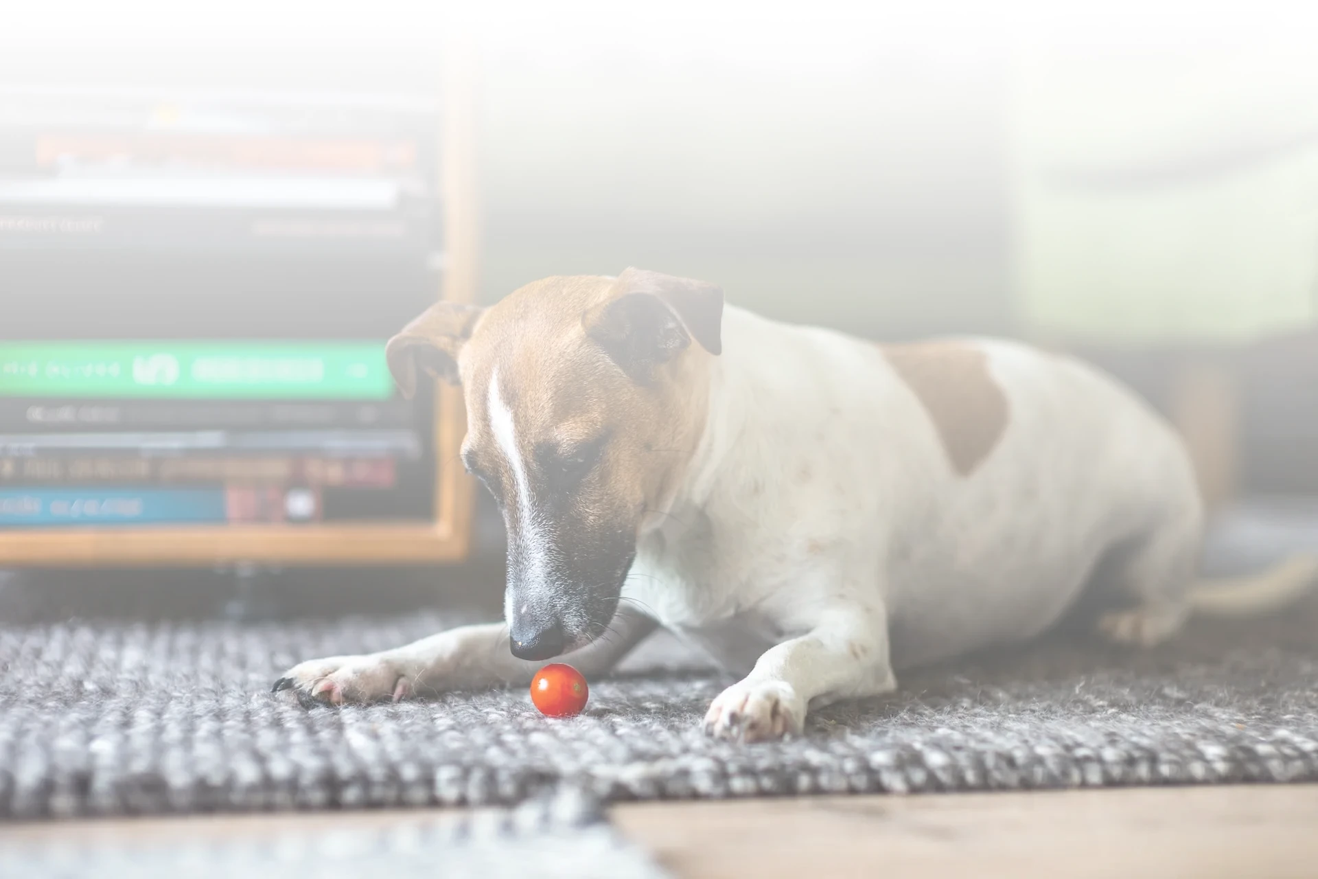 Waterproof Rug Pad – Pet Friendly Rugs