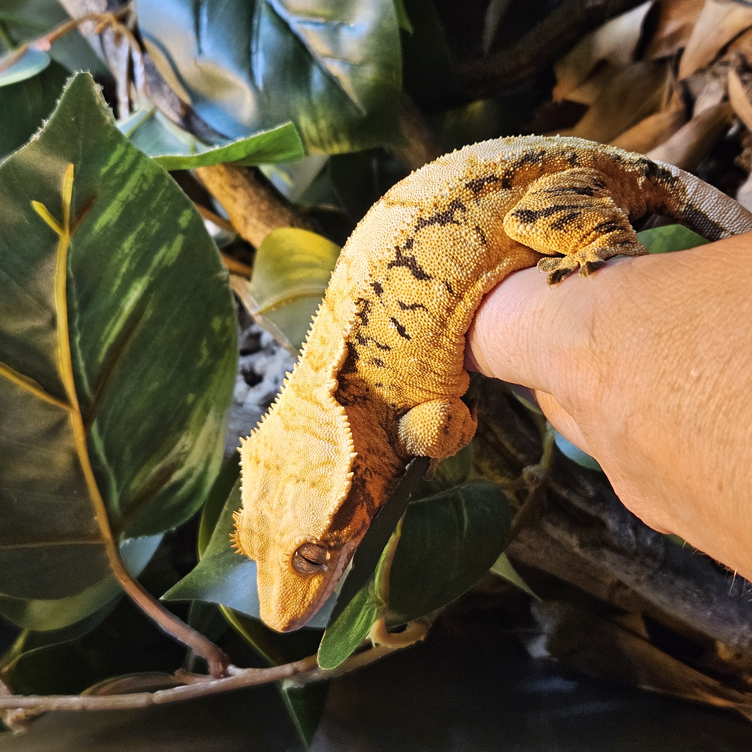 Crested gecko exploring enclosure