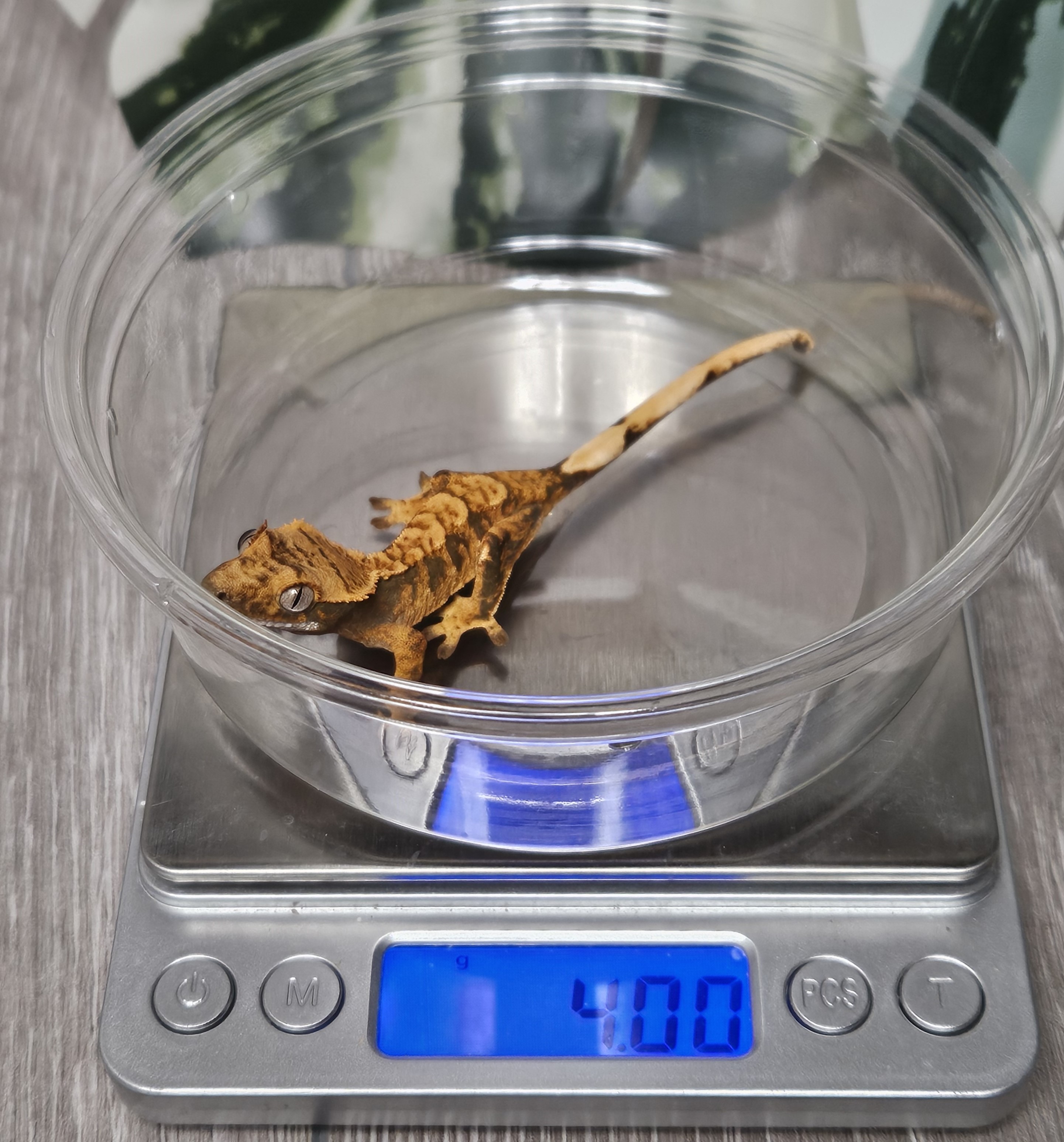 weighing your new pet gecko