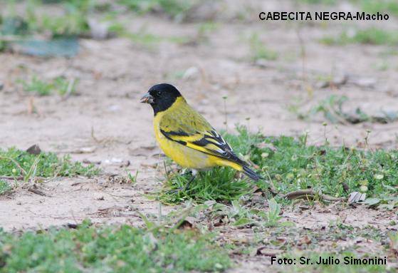 CABECITA NEGRA MACHO