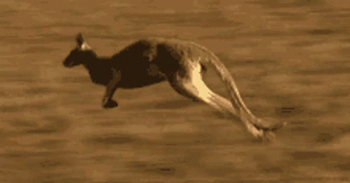 Kangaroo