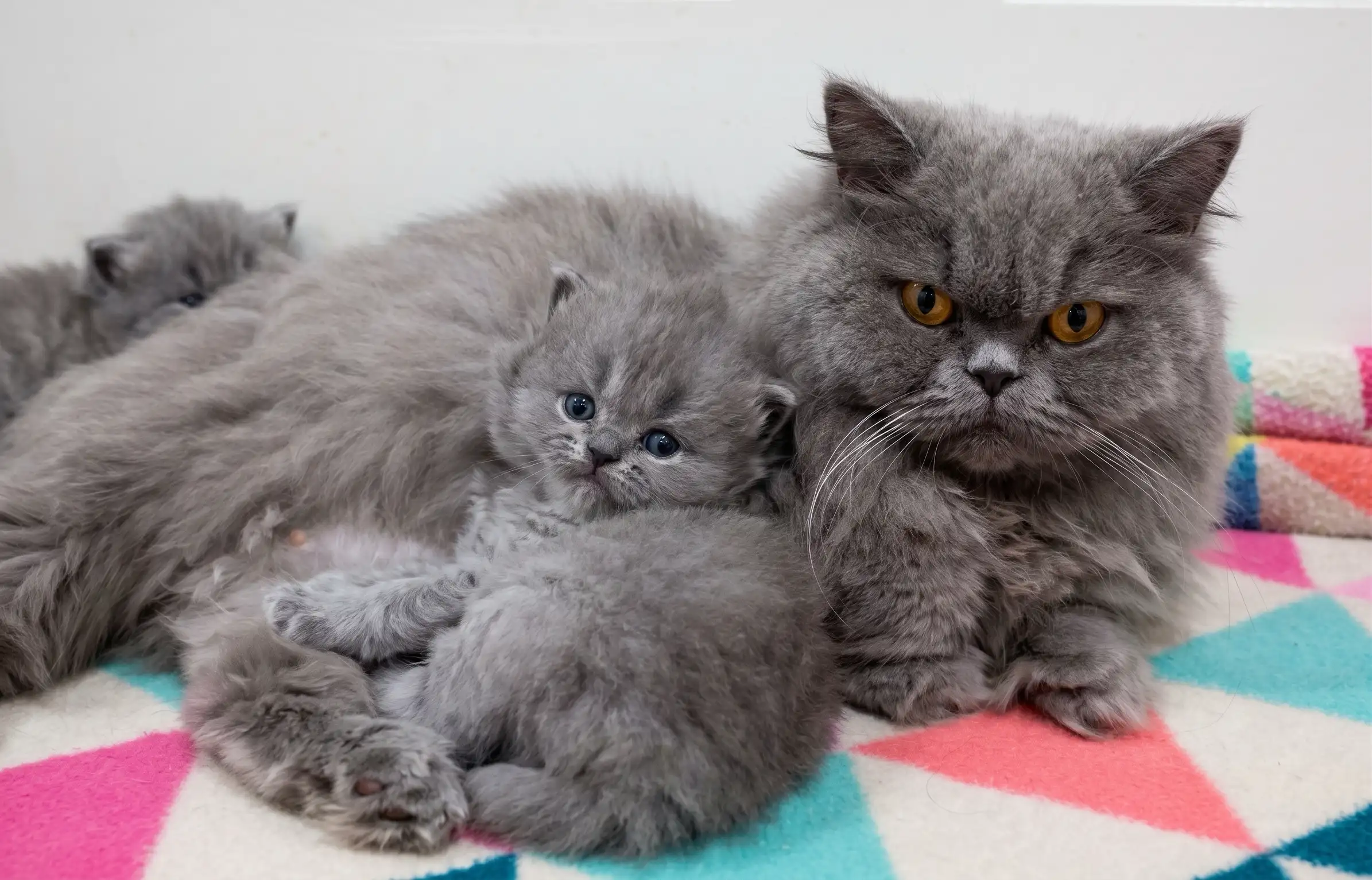 British Shorthair Breed