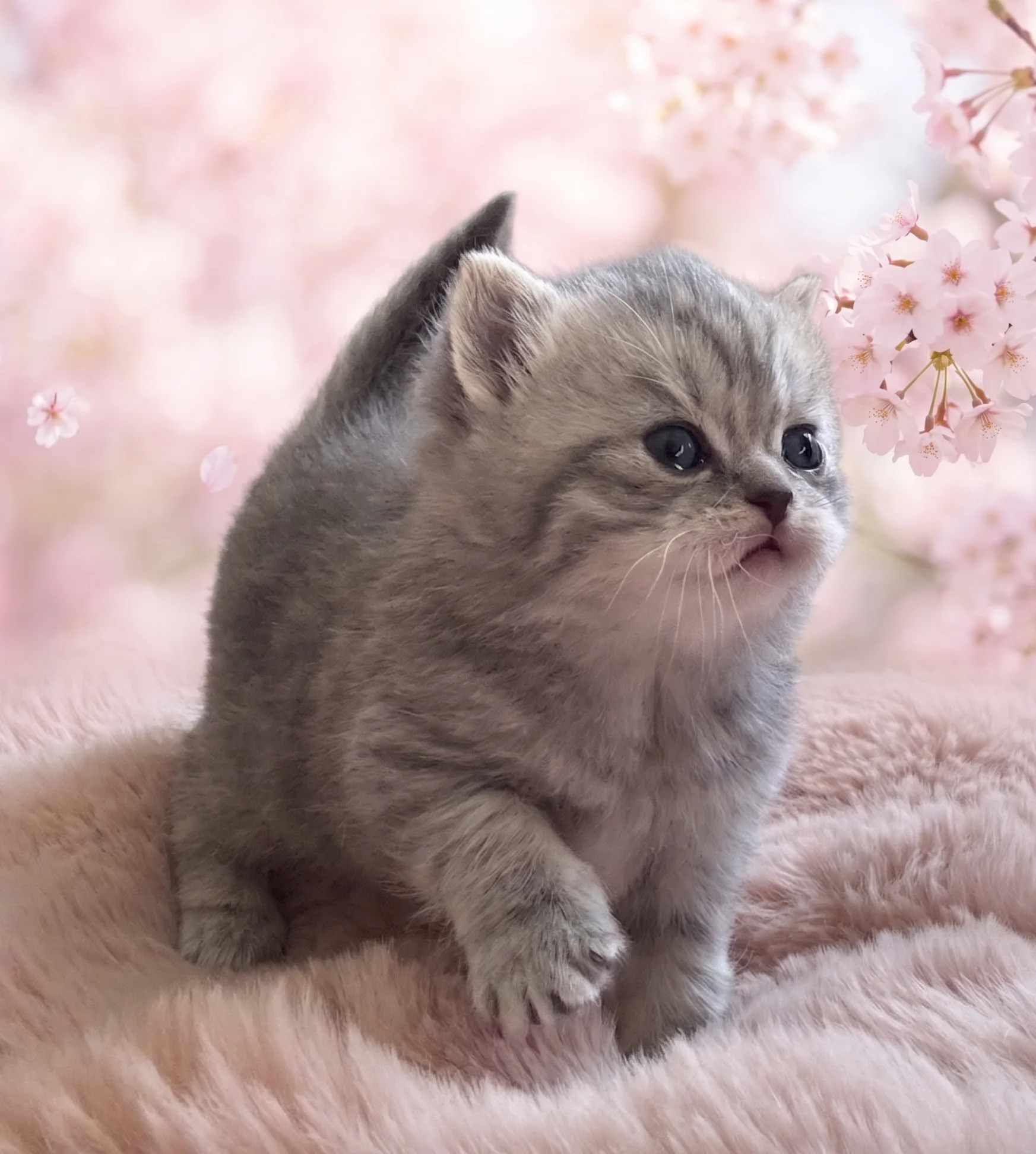 Cattuna British Cattery