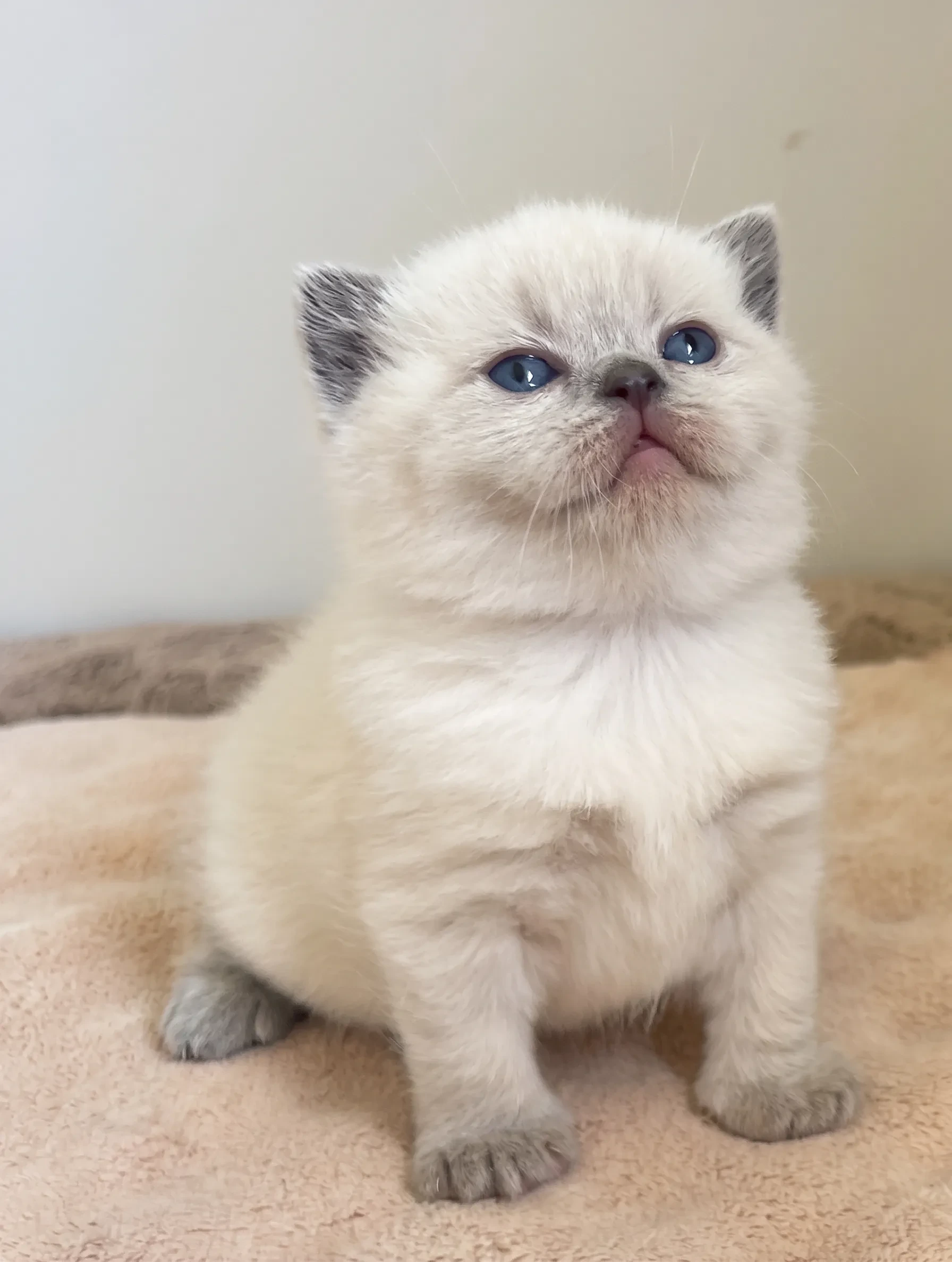 British Shorthair Kitten