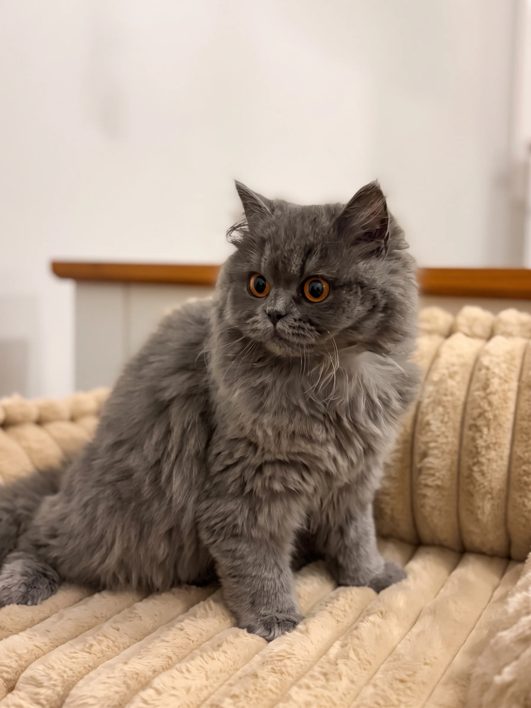 British Shorthair Kittens