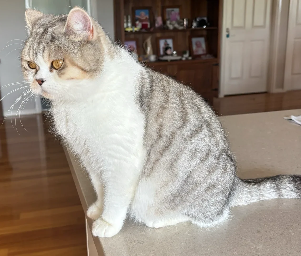 British Shorthair Queen