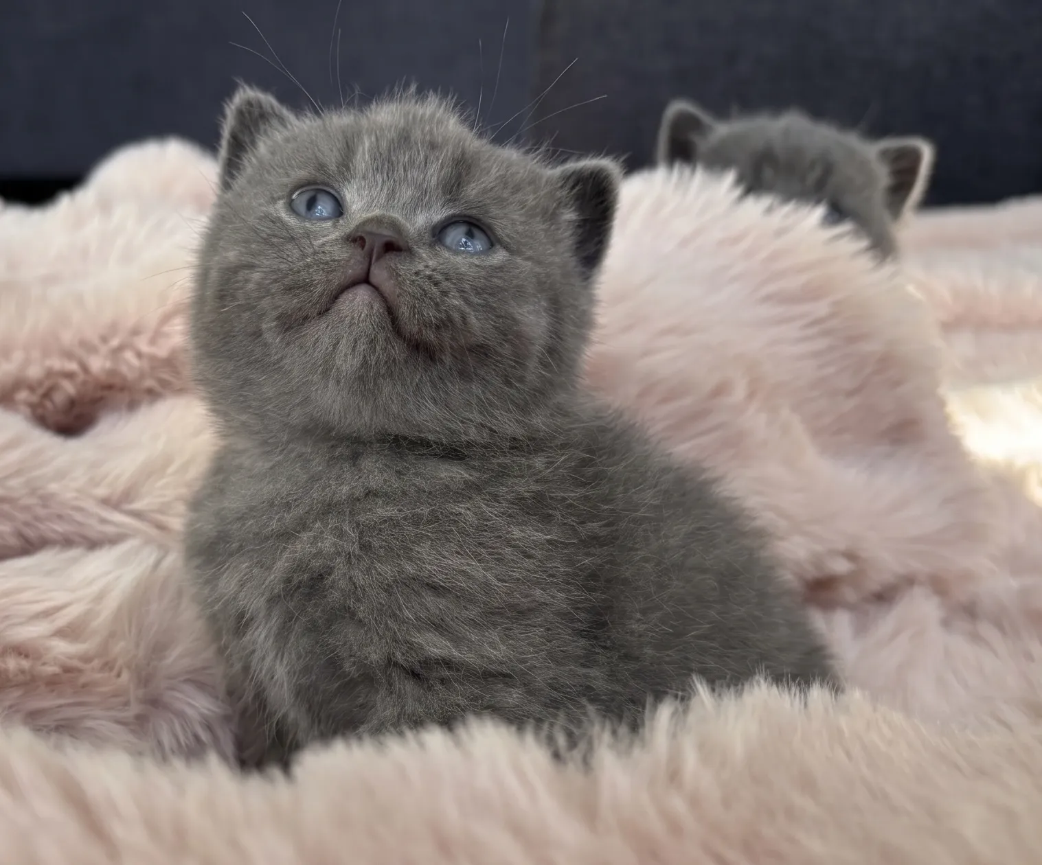 British Shorthair kitten