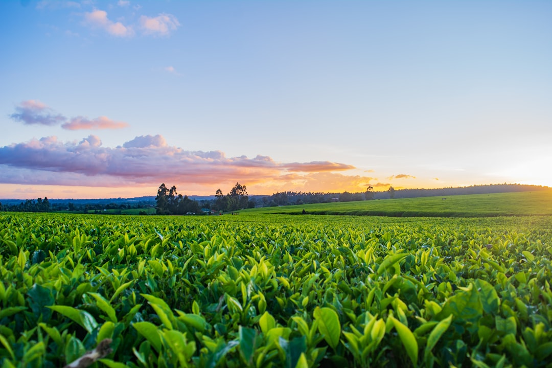 tobacco license in florida