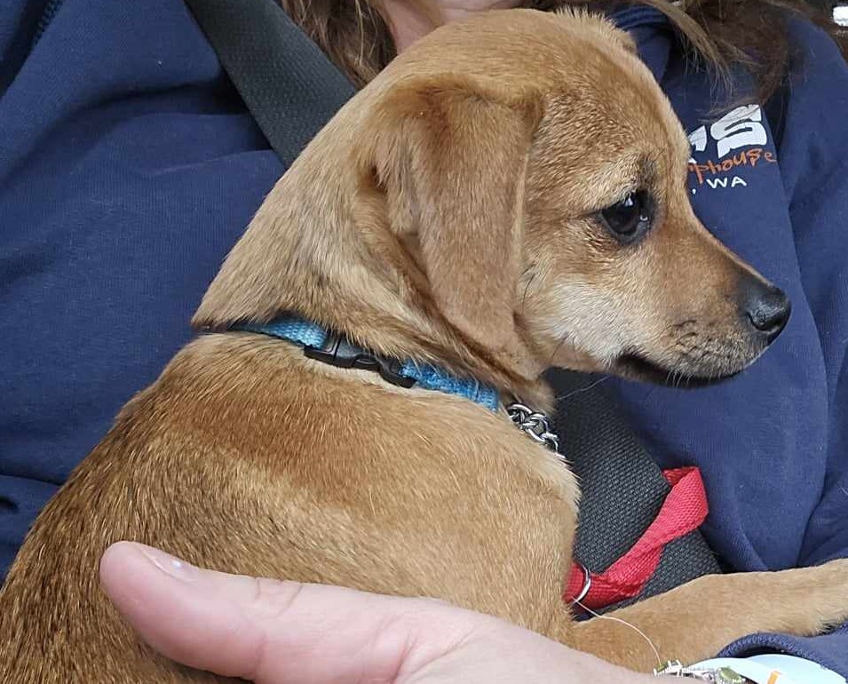 foster dog