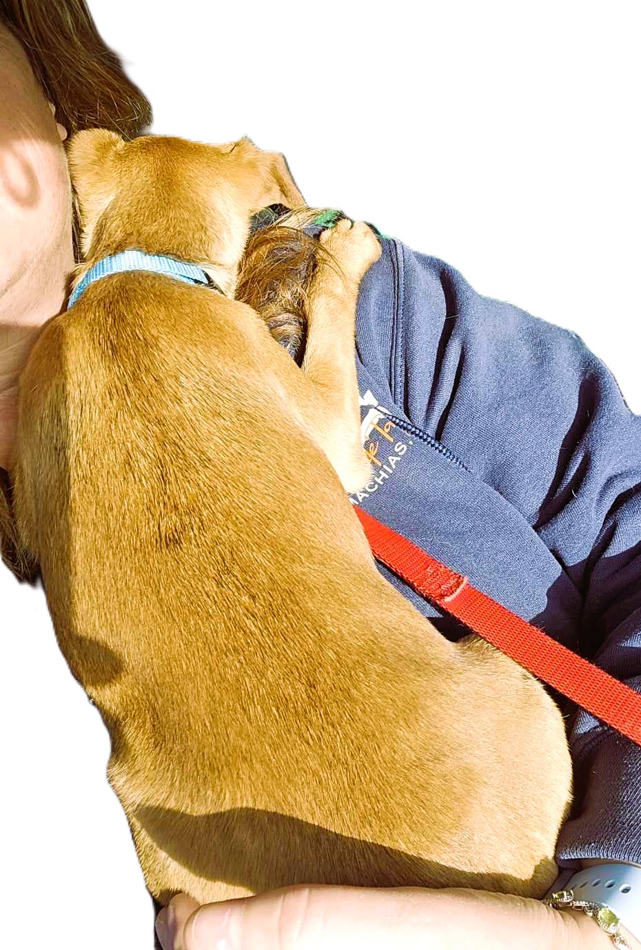 dog rescue
