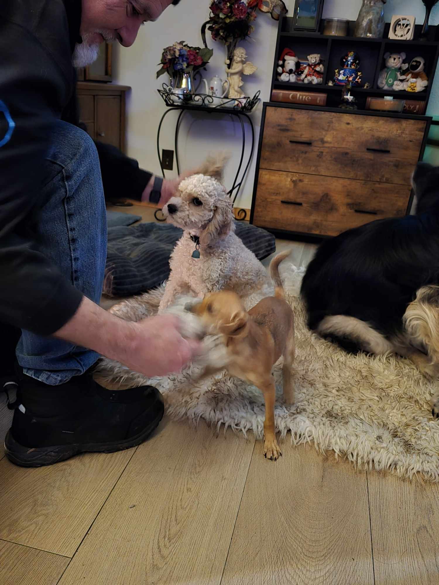 puppy play