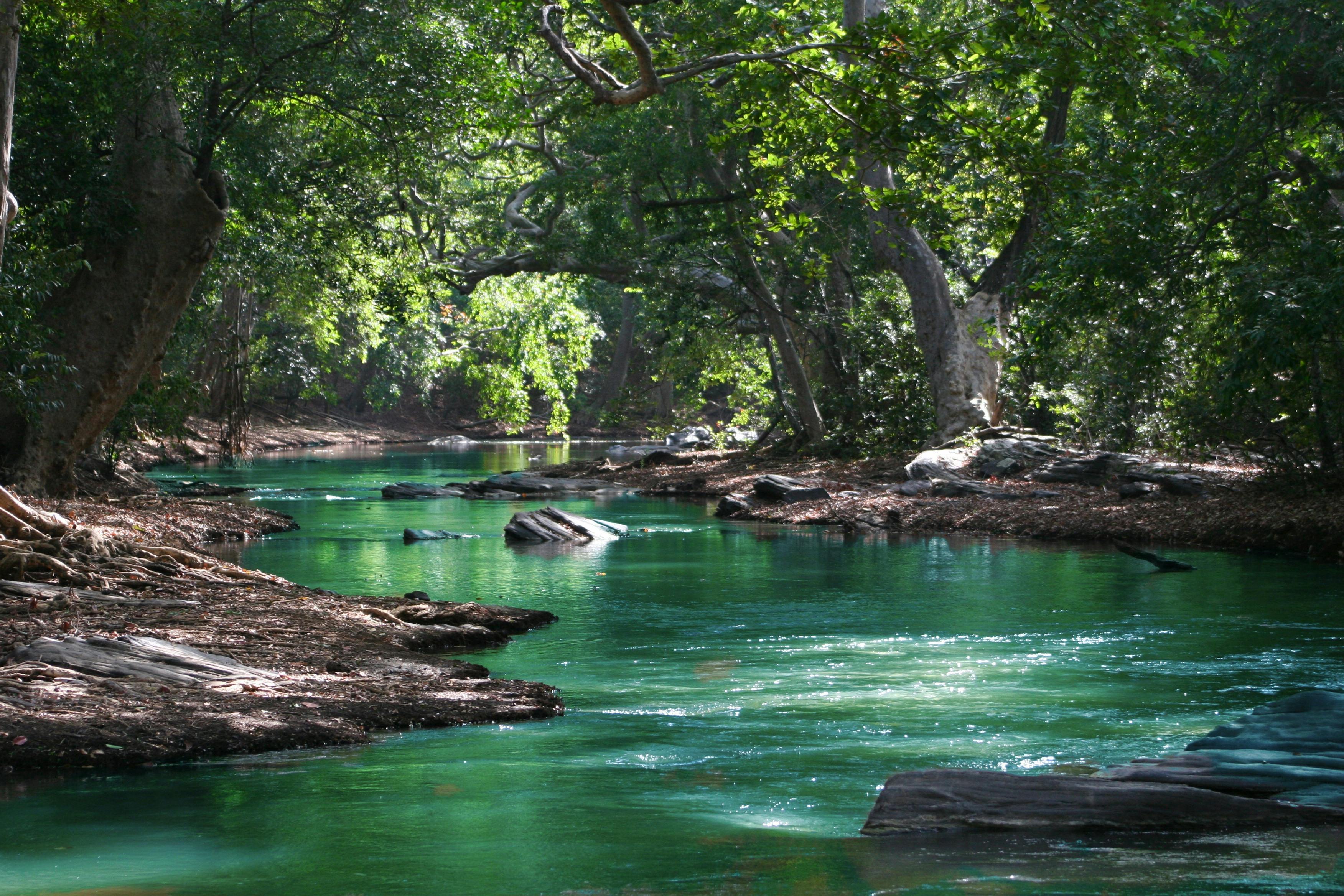 Flowing river through a tranquil forest landscape, symbolizing surrender, alignment with nature, and spiritual flow Flowing river through a tranquil forest landscape, symbolizing surrender, alignment with nature, and spiritual flow