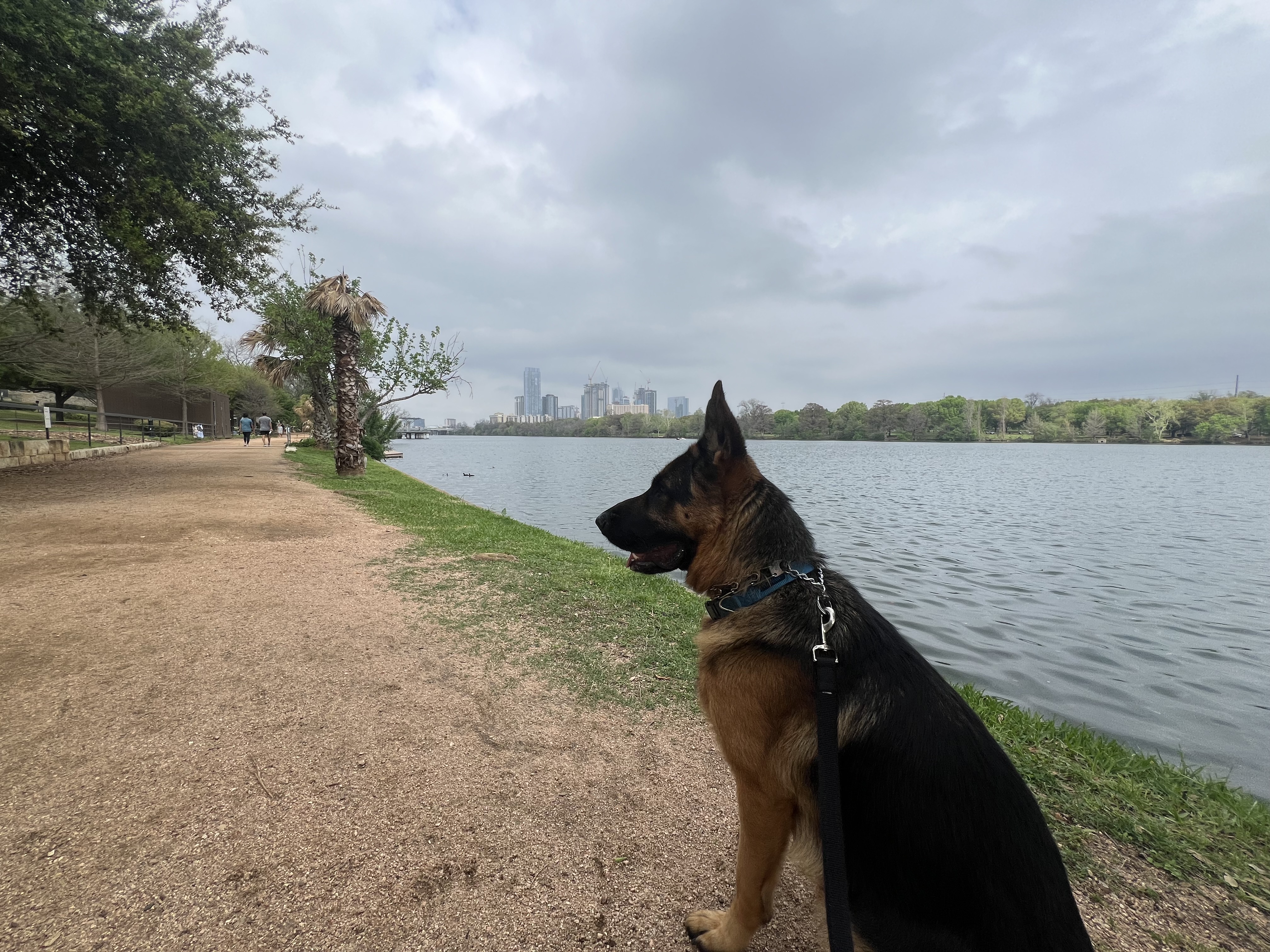 german shepherd in front of Austin Texas skyline german shepherd in front of Austin Texas skyline