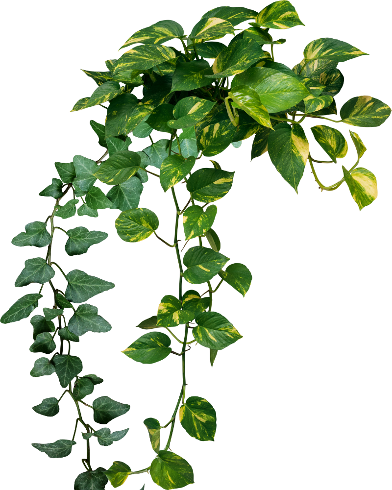 Ivy Leaf for Cough