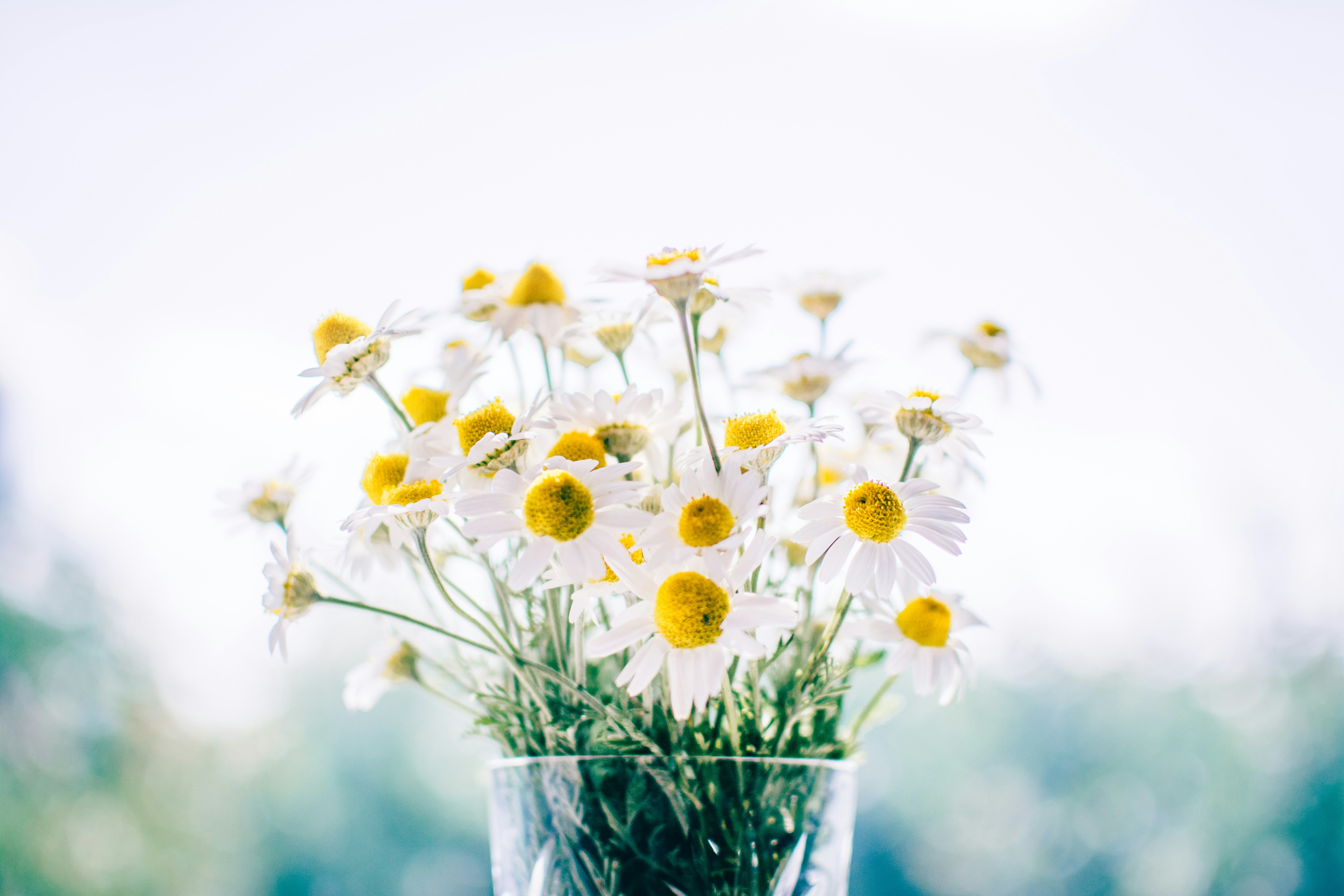 closeup picture of chamomile flowers in a glass jar