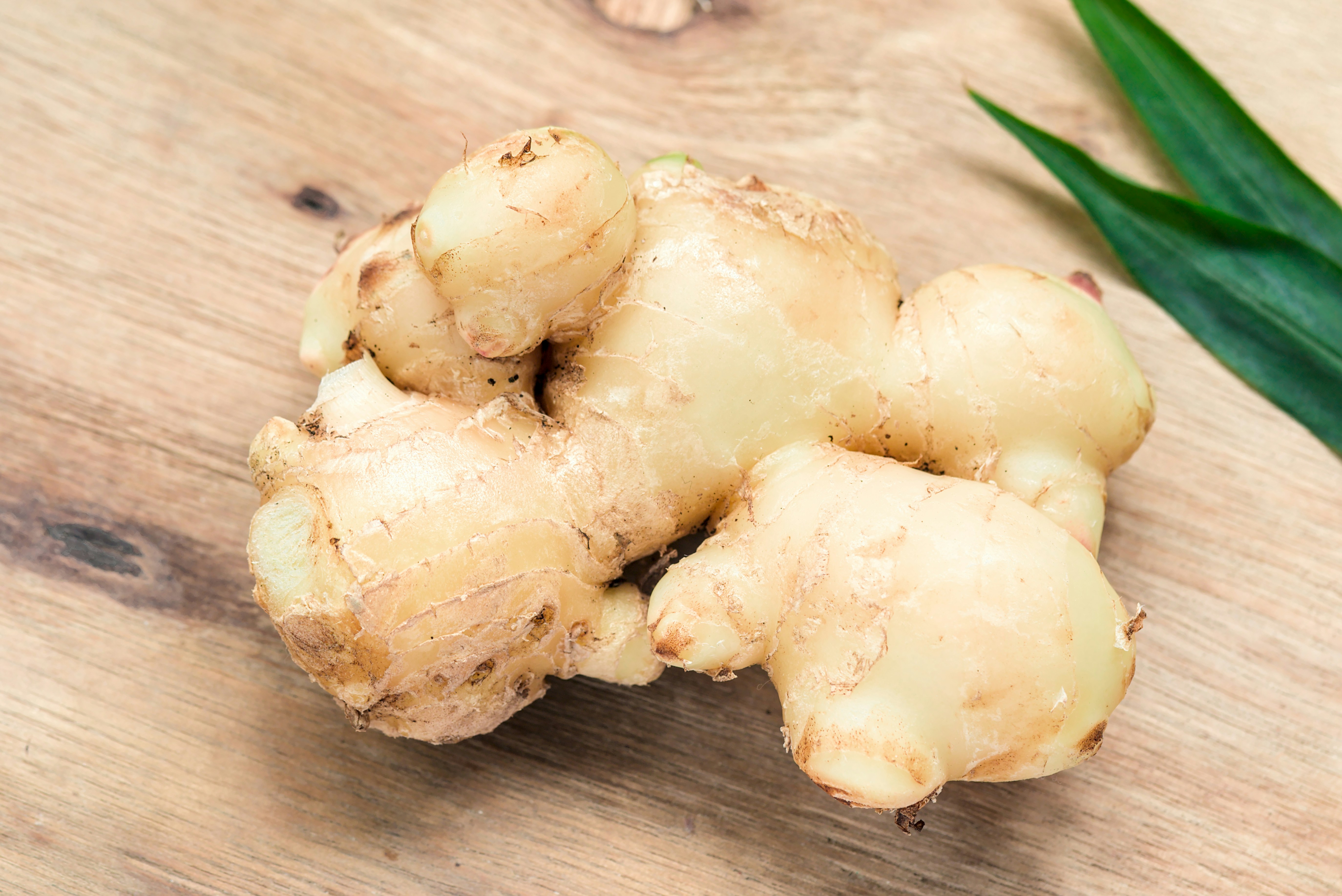 closeup ginger root