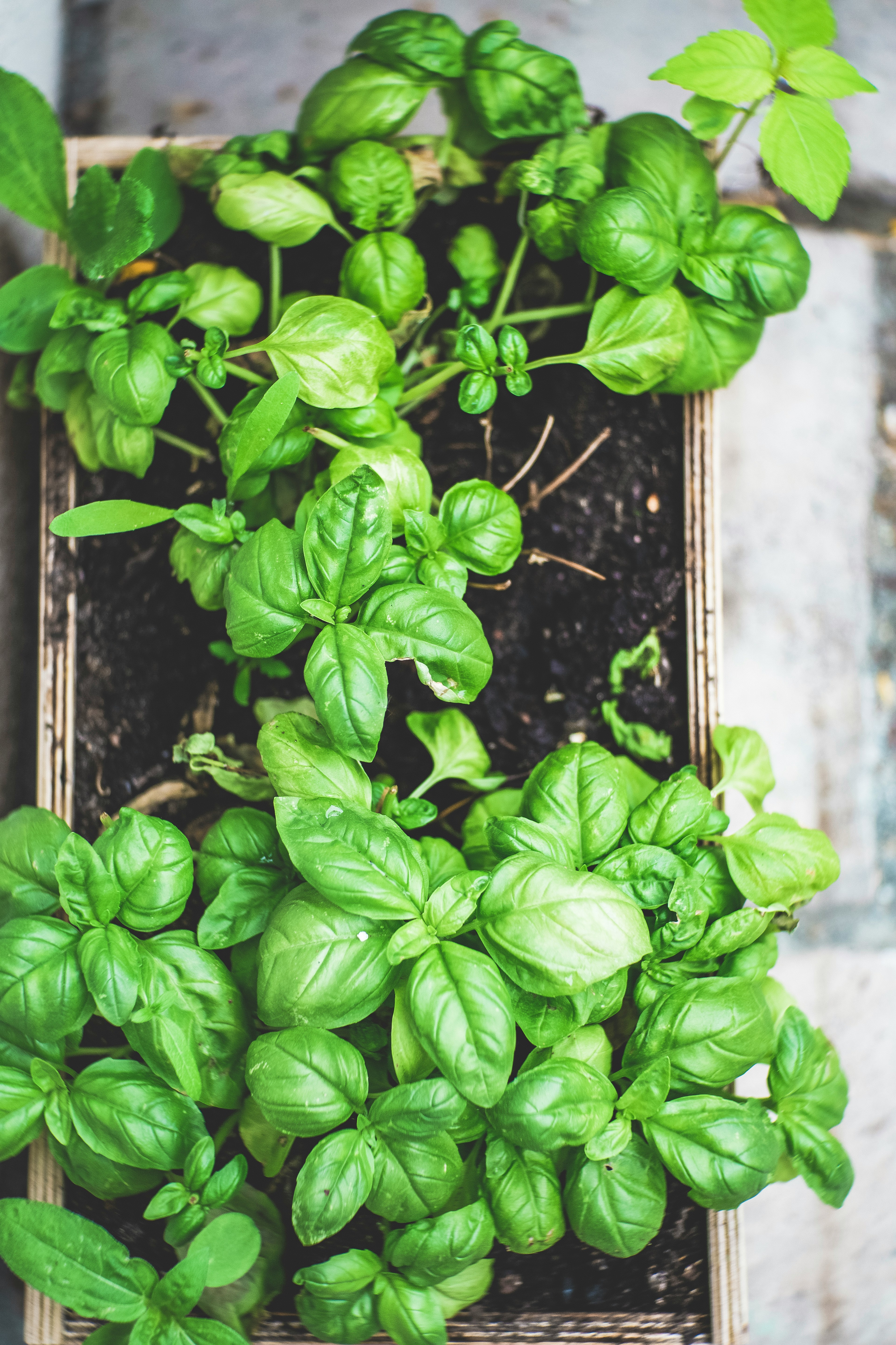 closeup of basil plants