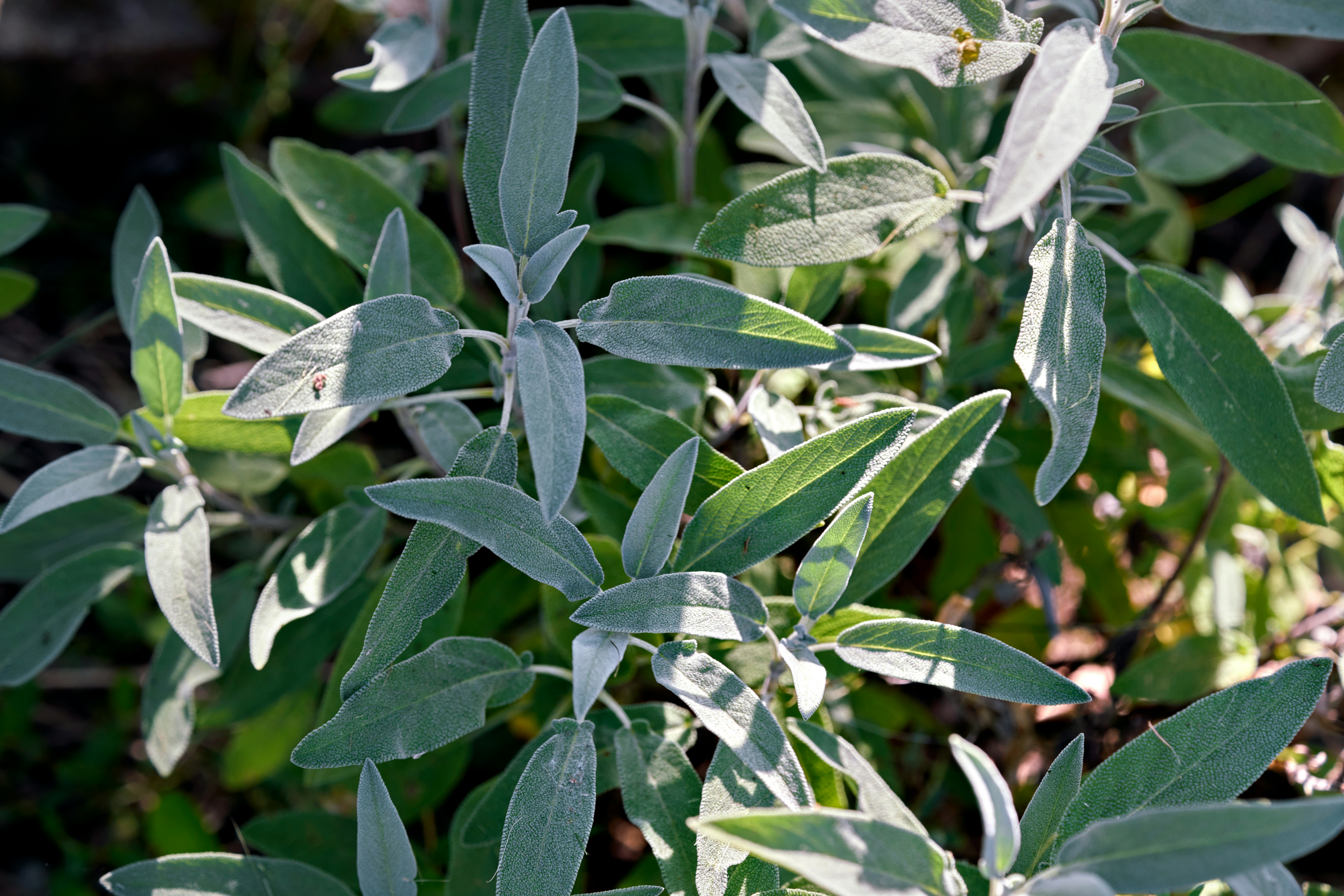 closeup of sage plant