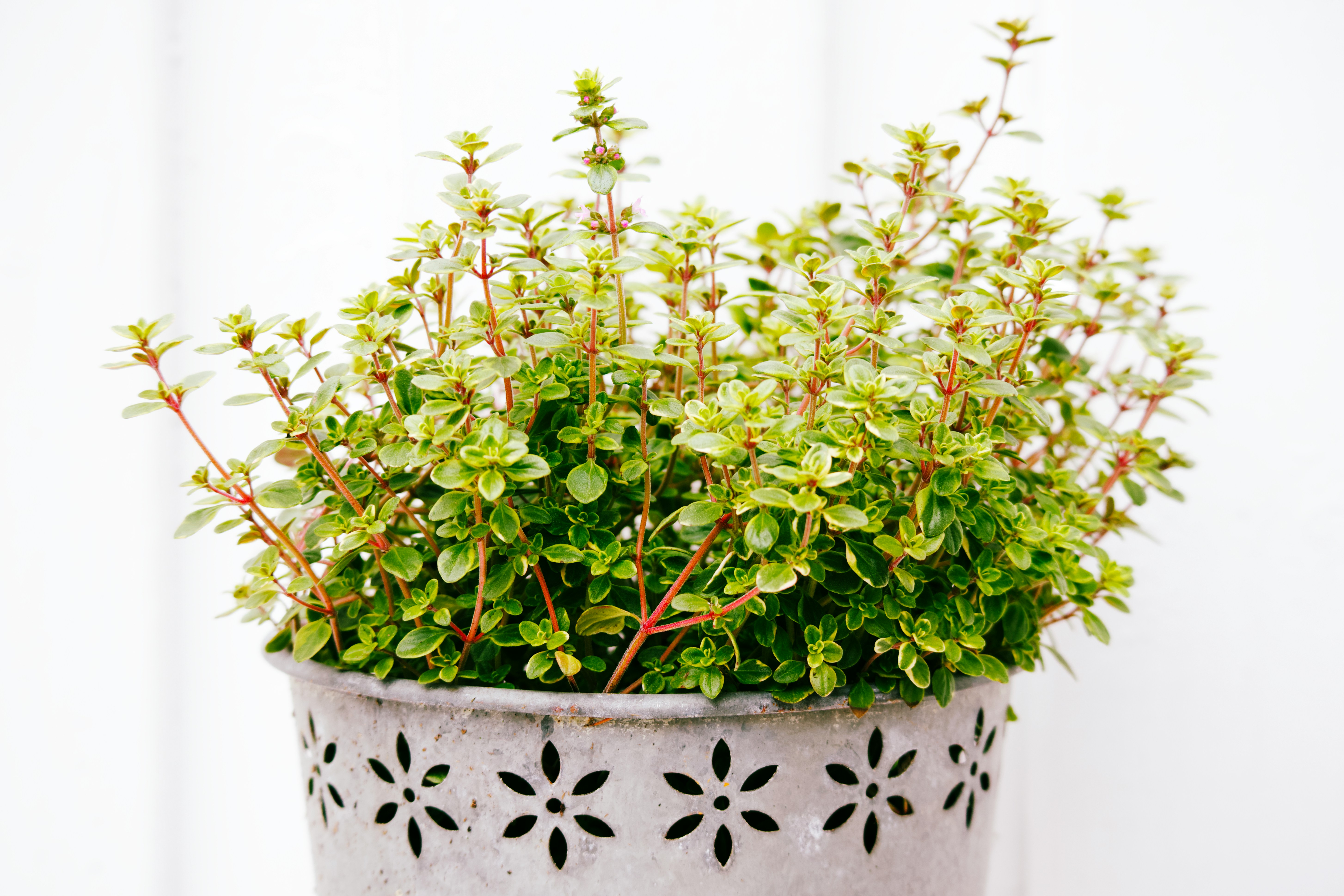 closeup of a thyme plant in a pot