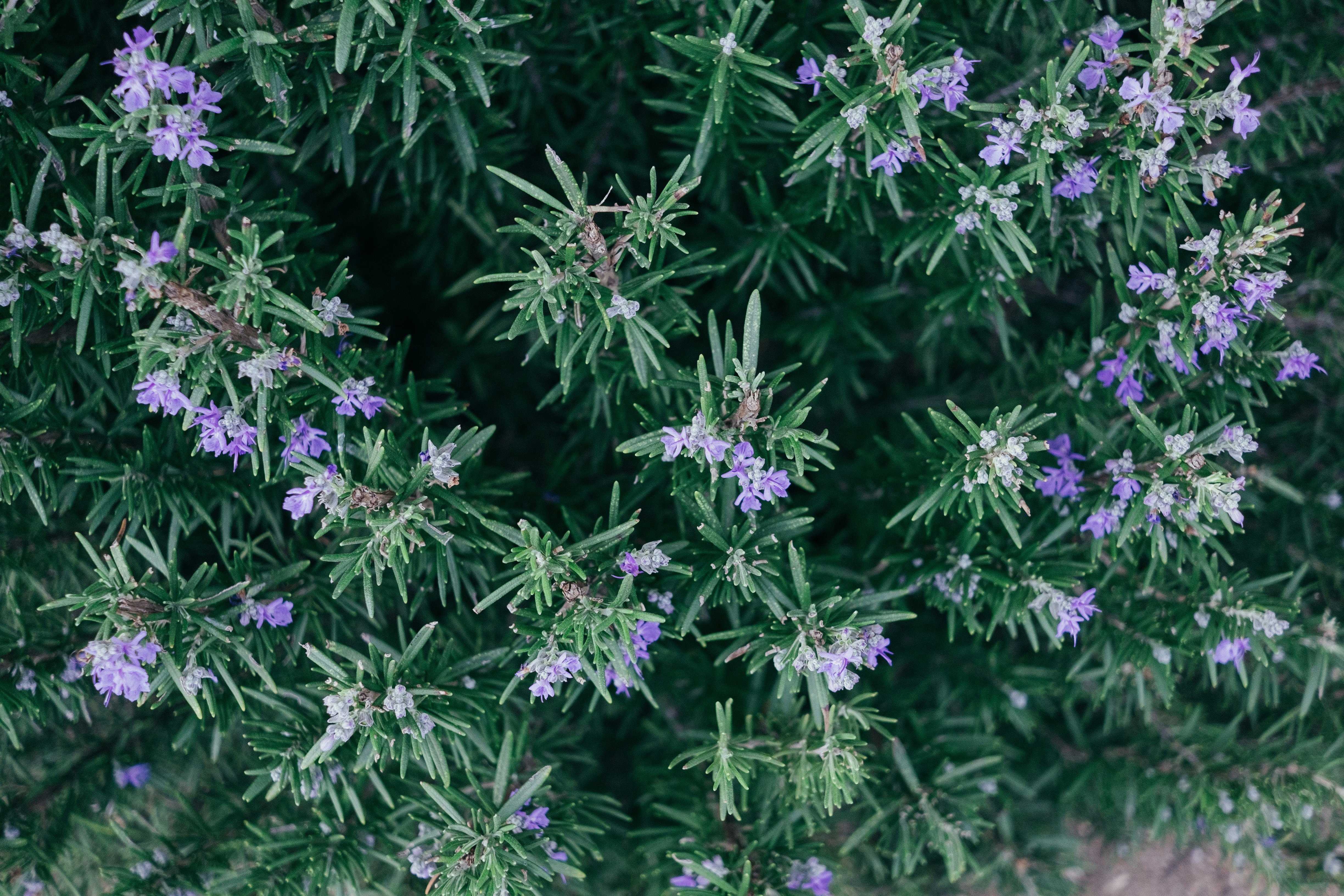 closeup of a rosemary plant