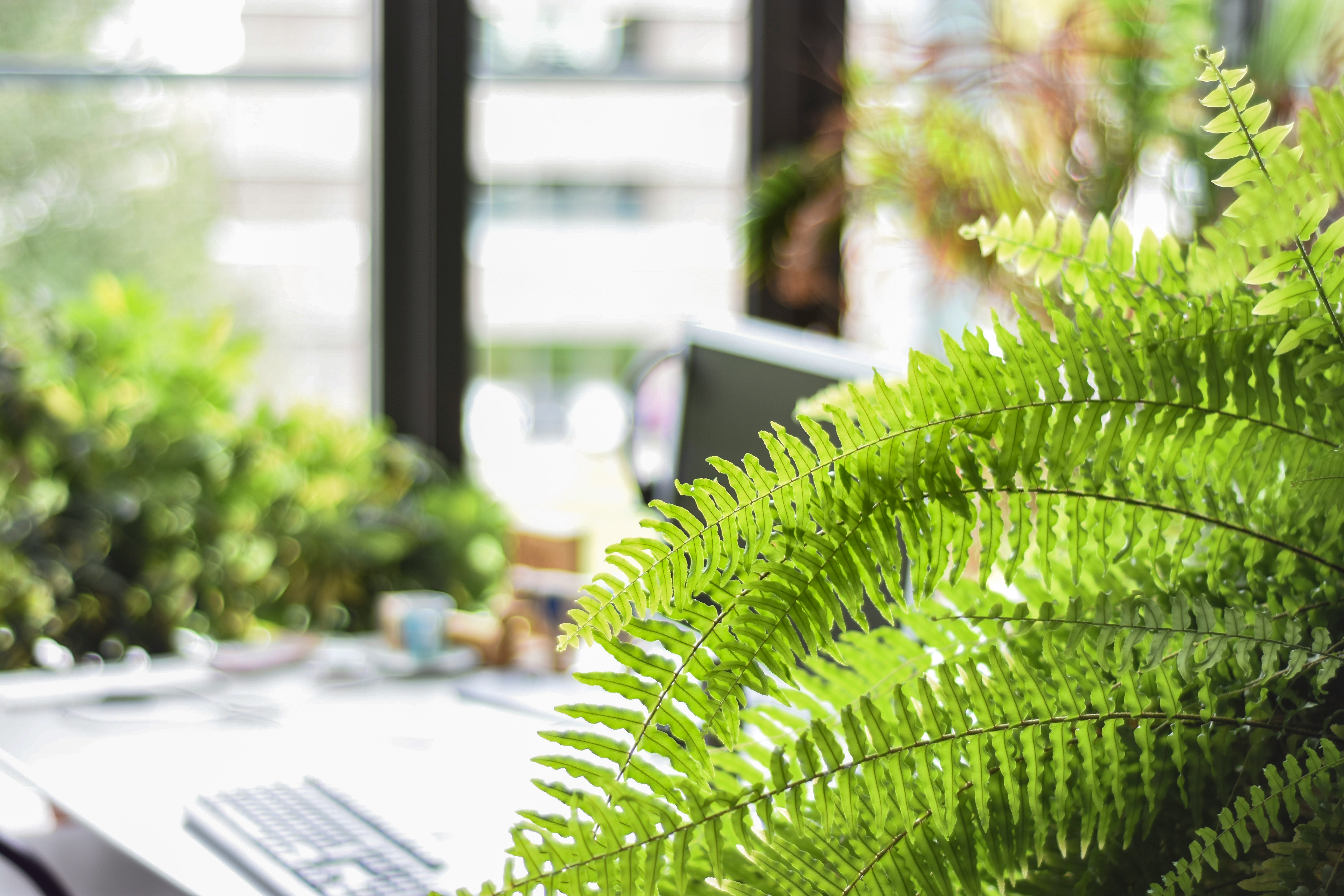 Boston fern