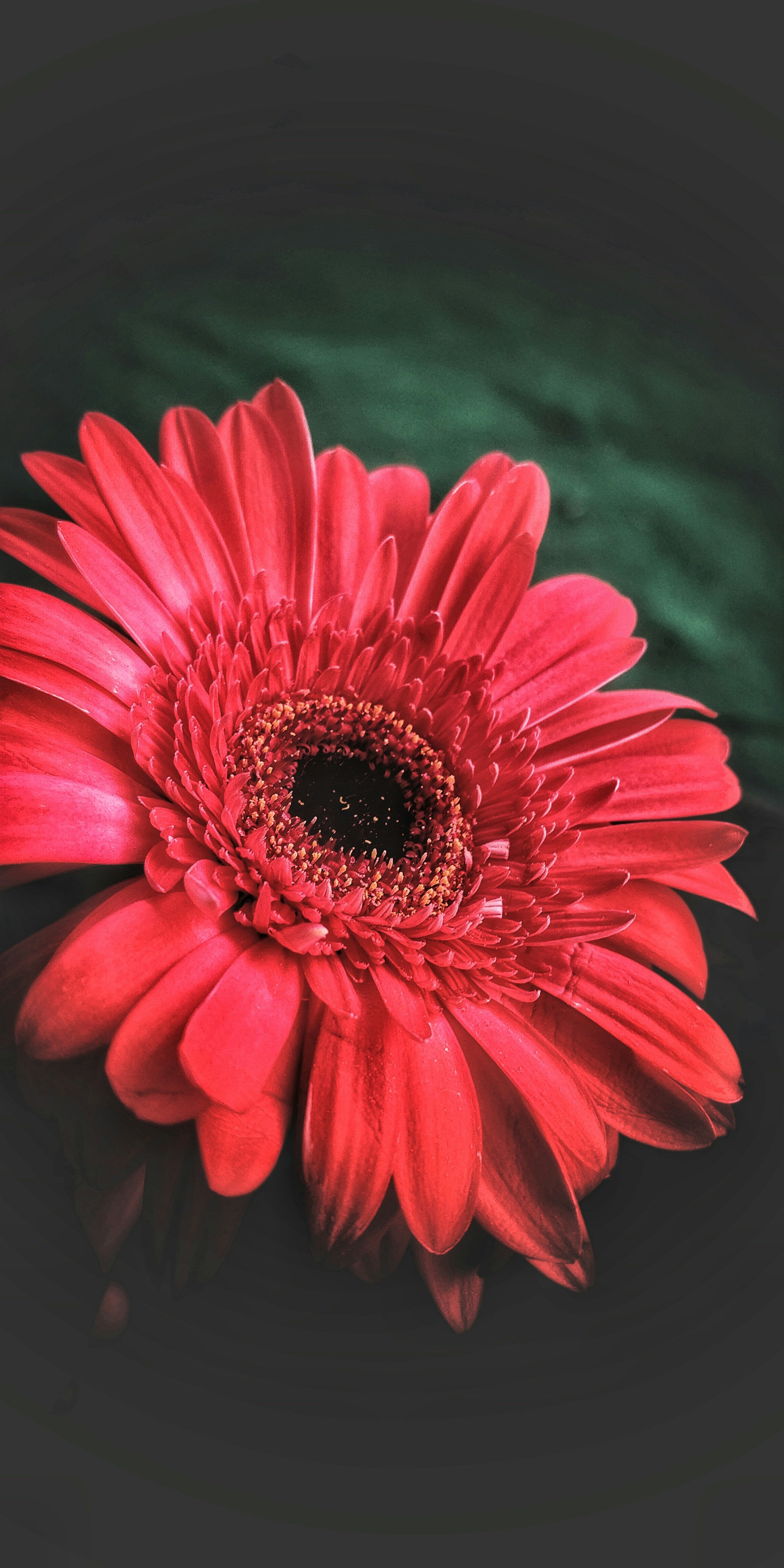 GERBERA DAISY