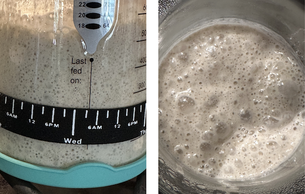 active starter, rye sourdough starter, sourdough, sourdough living active starter, rye sourdough starter, sourdough, sourdough living