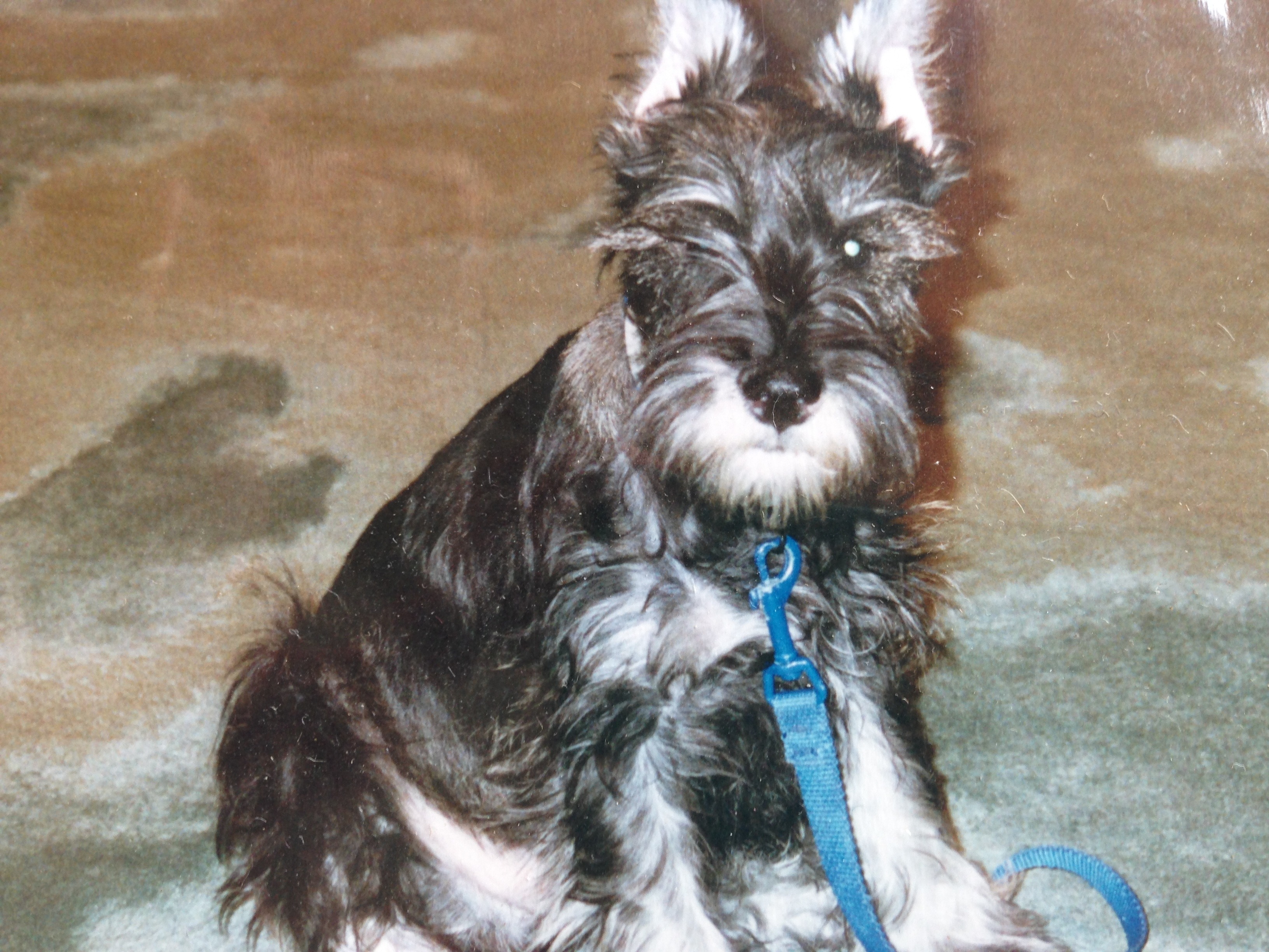 chester, mini schnauzer chester, mini schnauzer