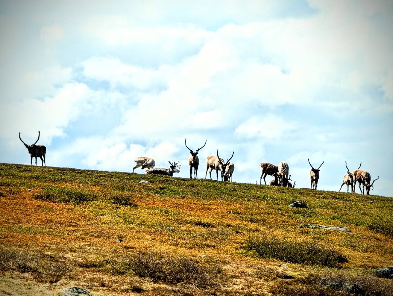 Pieljekaise National Park Pieljekaise National Park