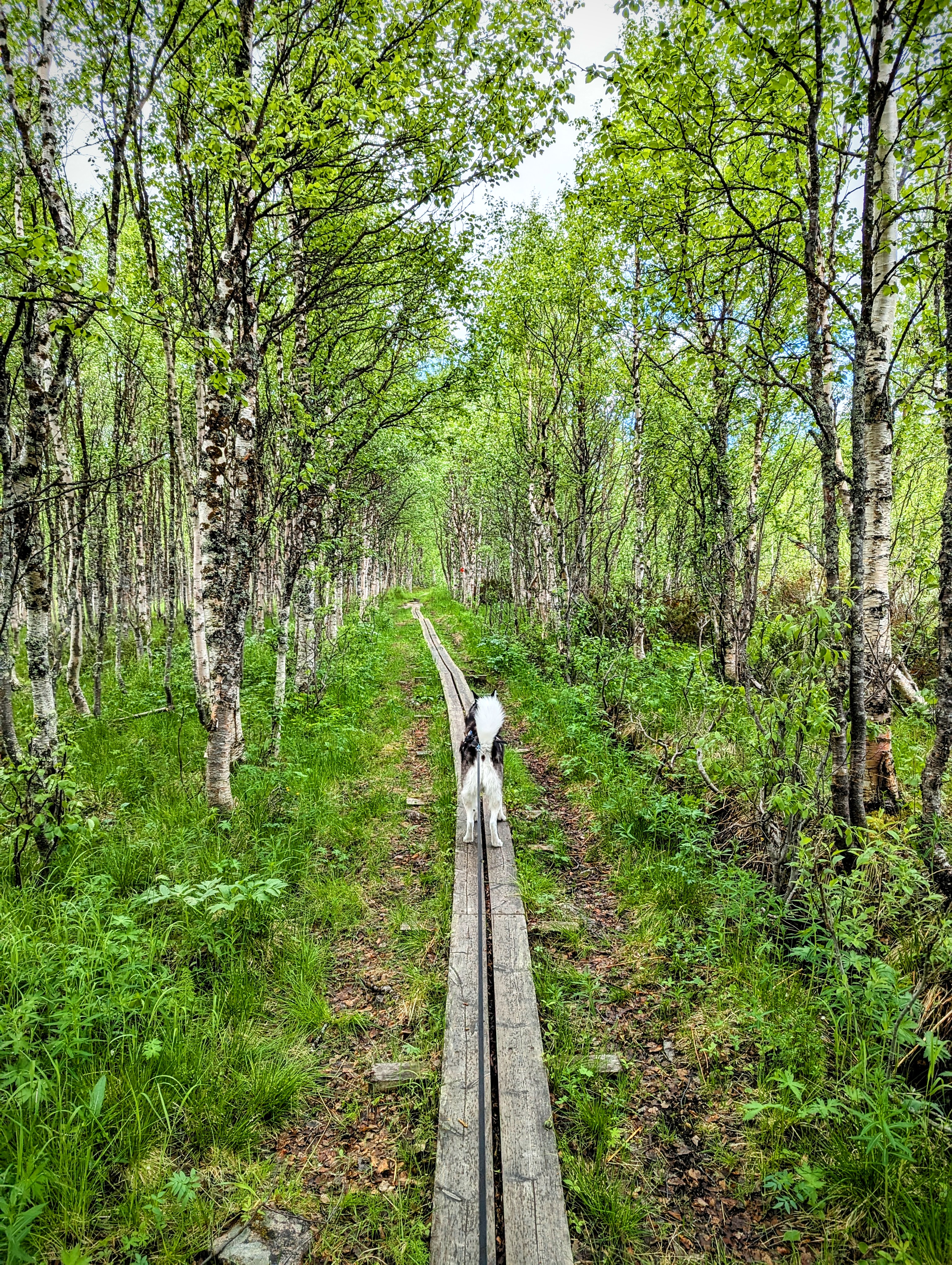 Pieljekaise National Park Pieljekaise National Park
