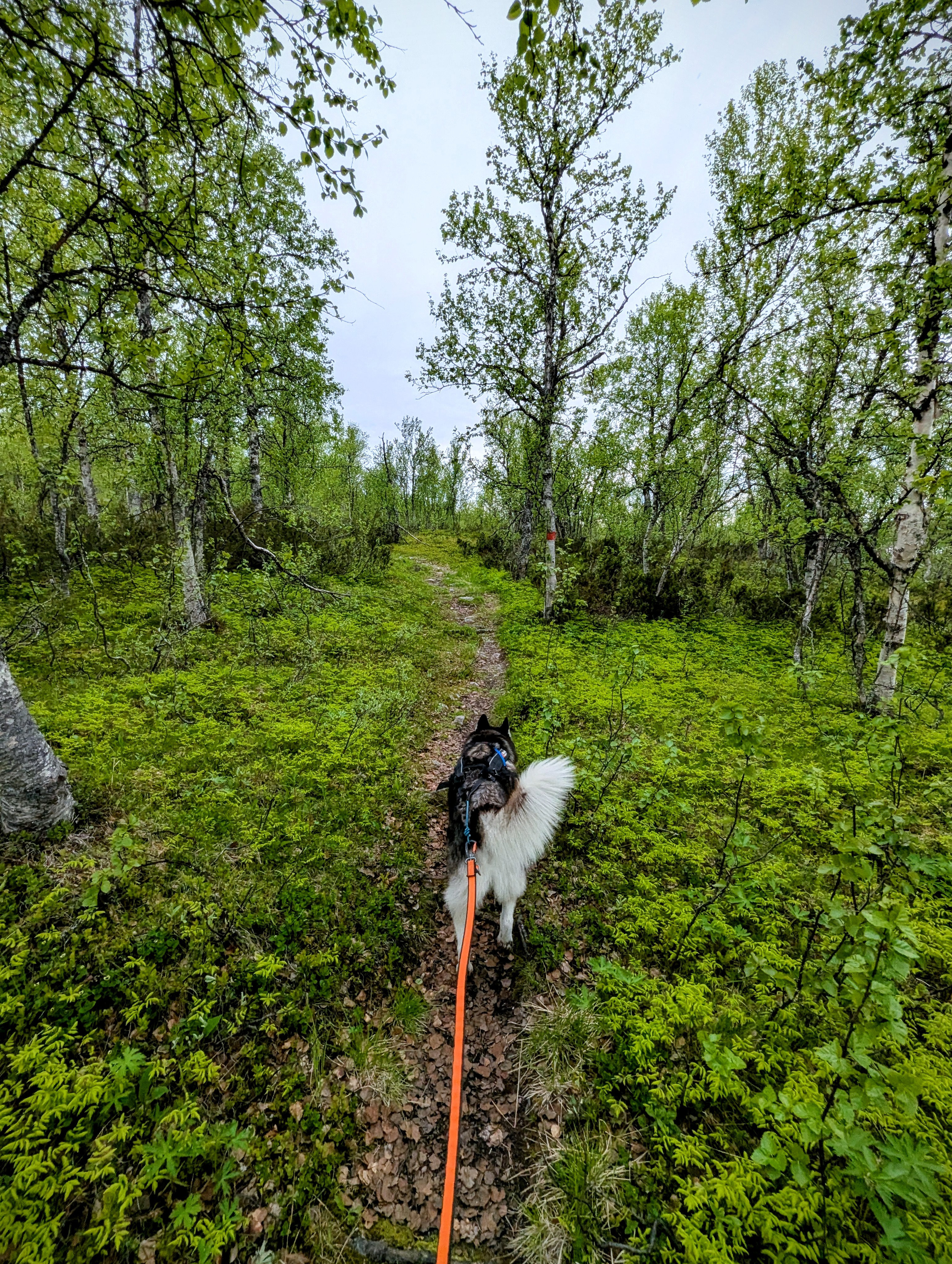 Pieljekaise National Park Pieljekaise National Park