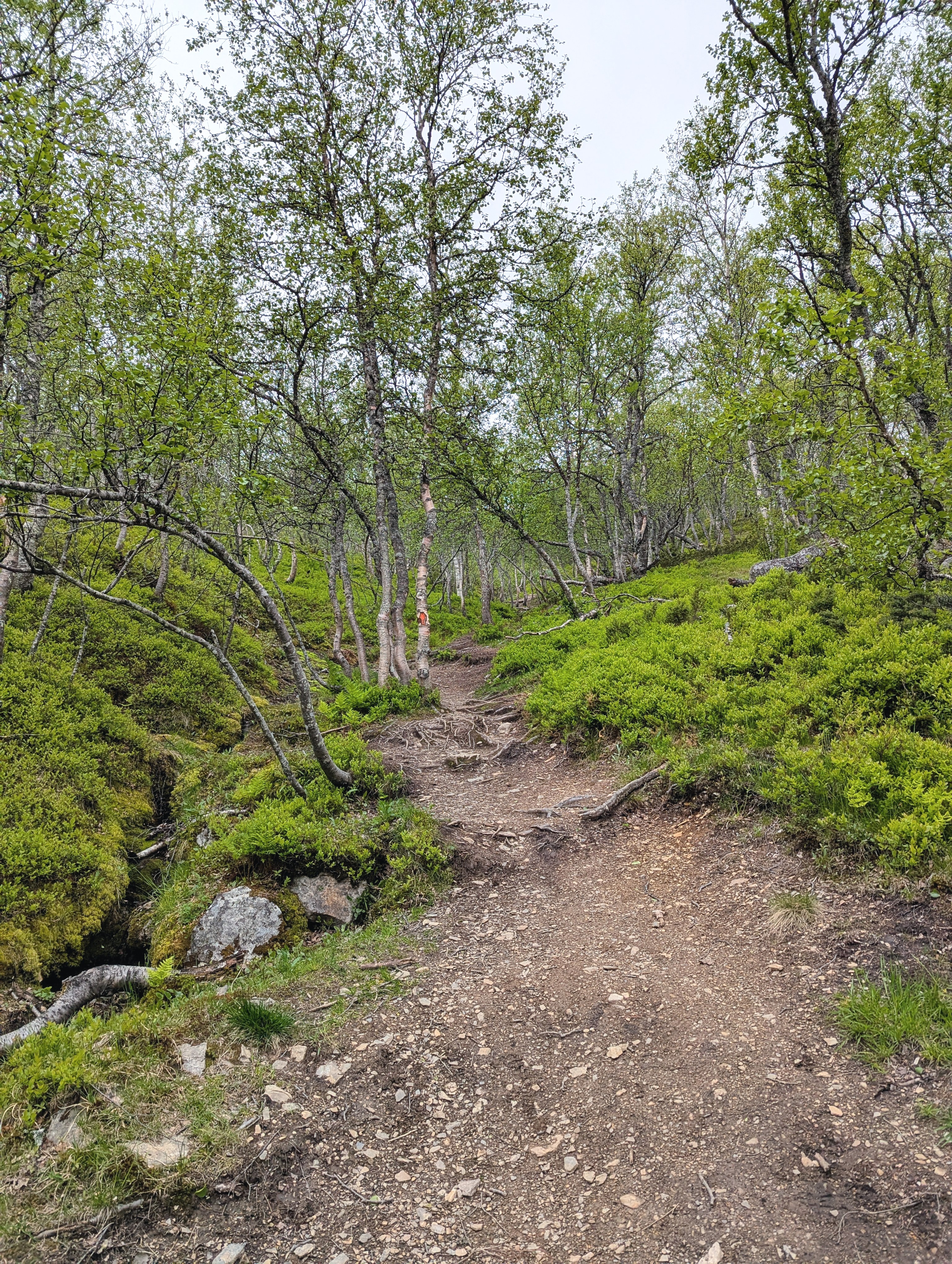 Sonfjällets National Park - Nomad Lens Sonfjällets National Park - Nomad Lens