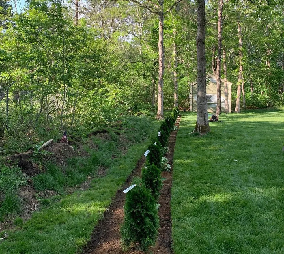 Crew trimming high canopy branches