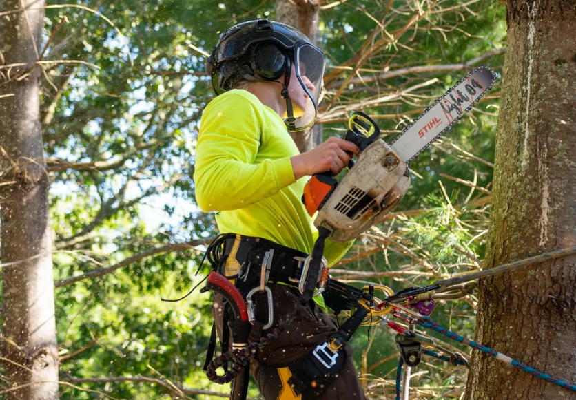 Rigging setup for controlled felling
