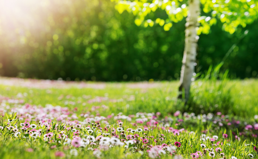 meadow