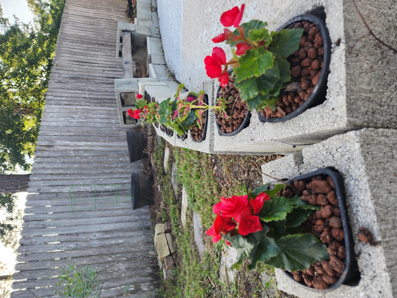 flowers flowers