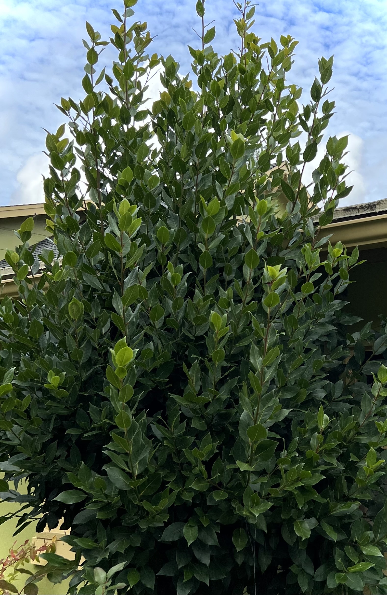 The Bay Laurel Tree The Bay Laurel Tree