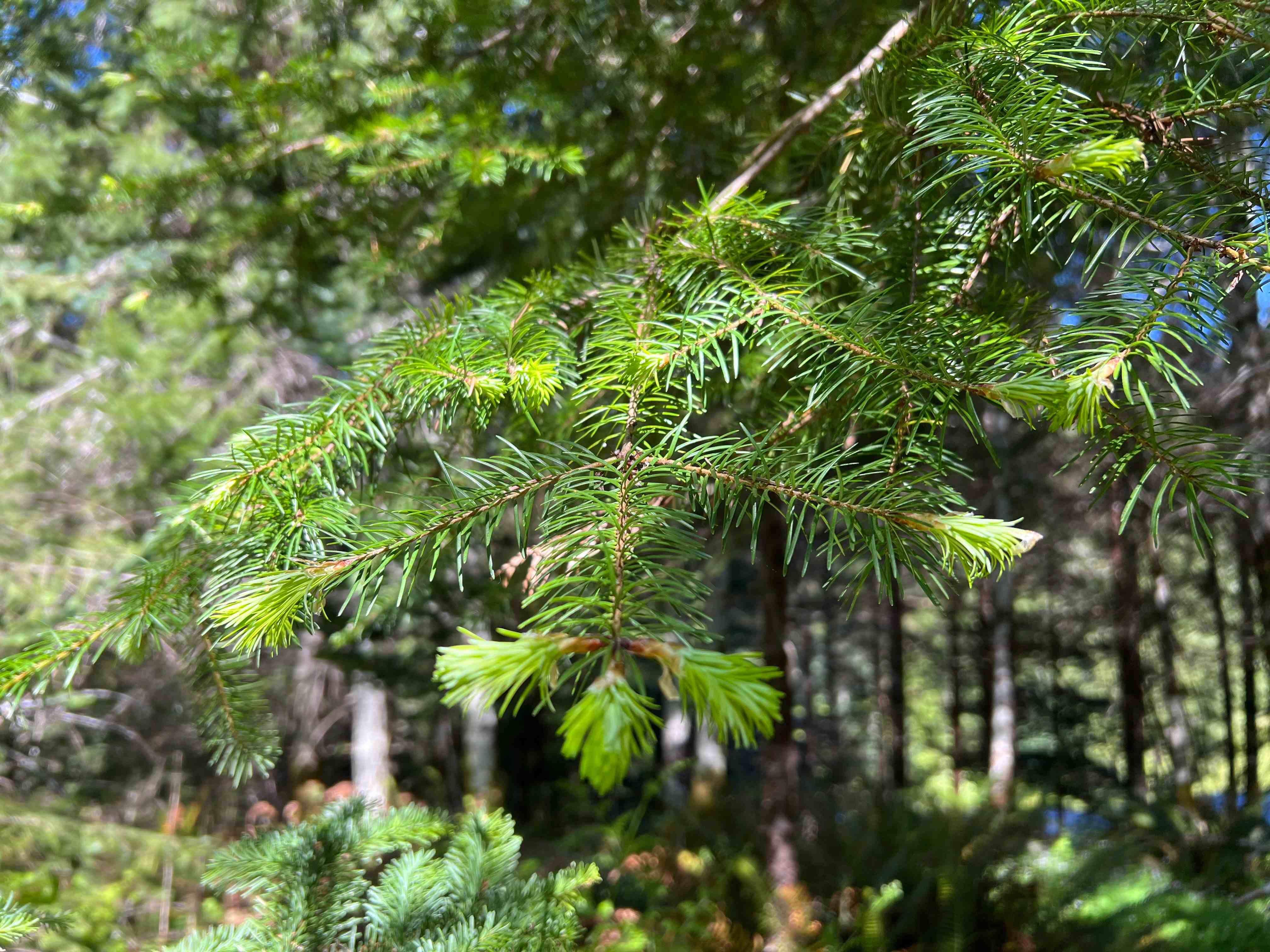 Douglas-Fir needles Douglas-Fir needles