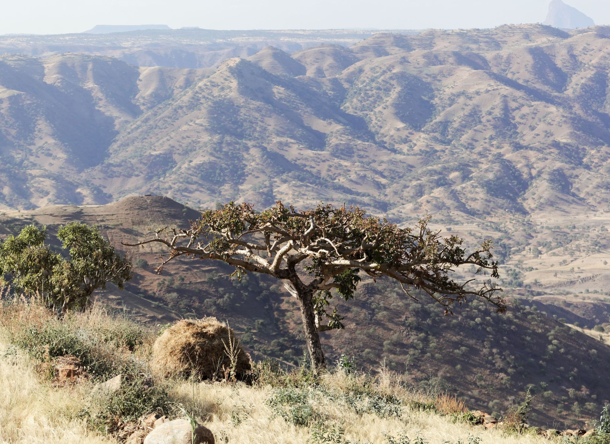 frankincense tree