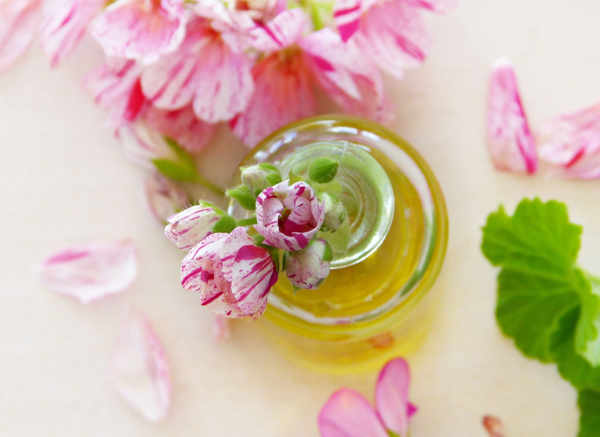 geranium essential oil