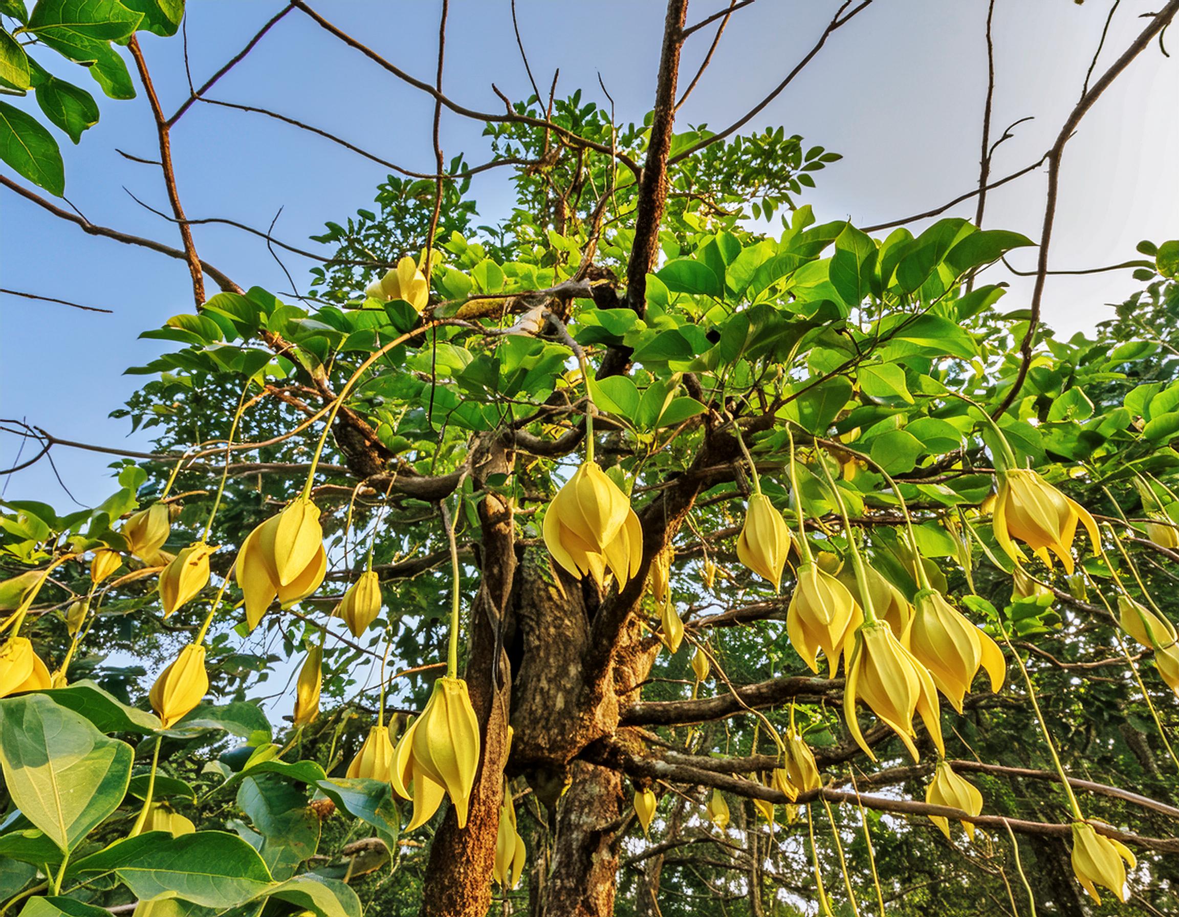 ylang ylang tree with flowers on it