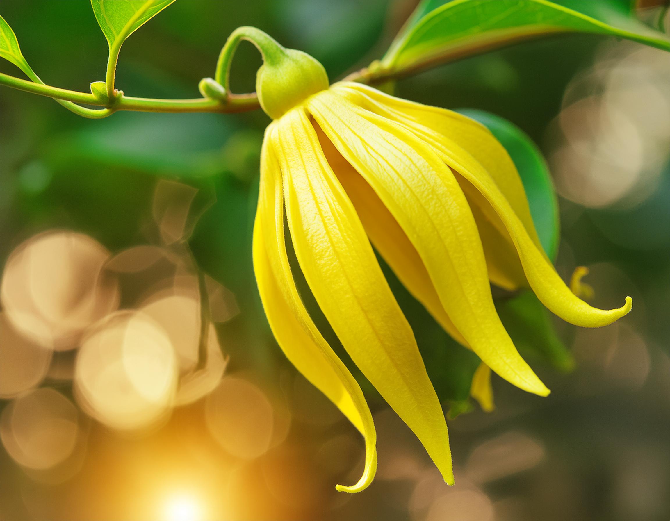 ylang ylang flower