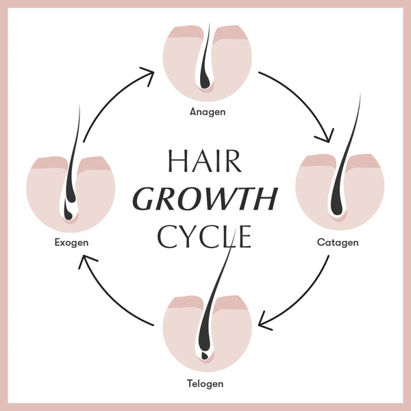 hair growth cycle