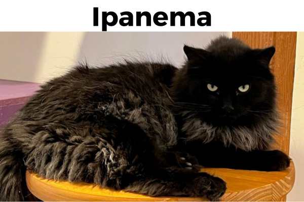 Ipanema, a black long-hair cat