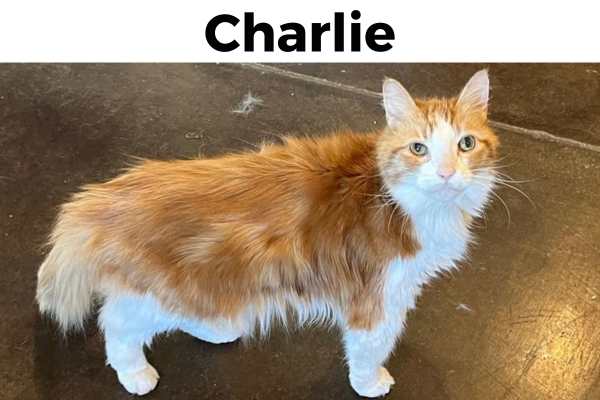 Charlie, a white and orange big cat