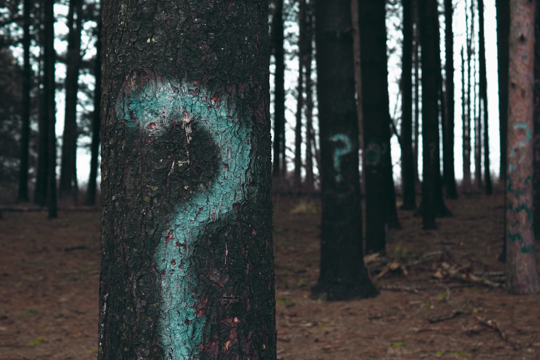 Trees with question marks on them Trees with question marks on them