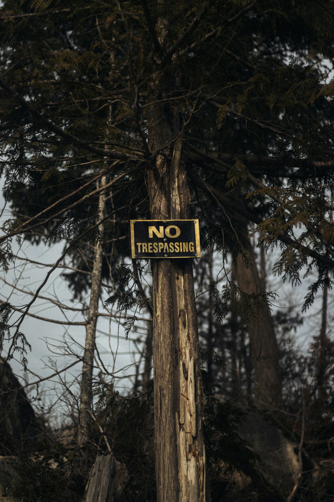 Tree with no trespassing sign Tree with no trespassing sign