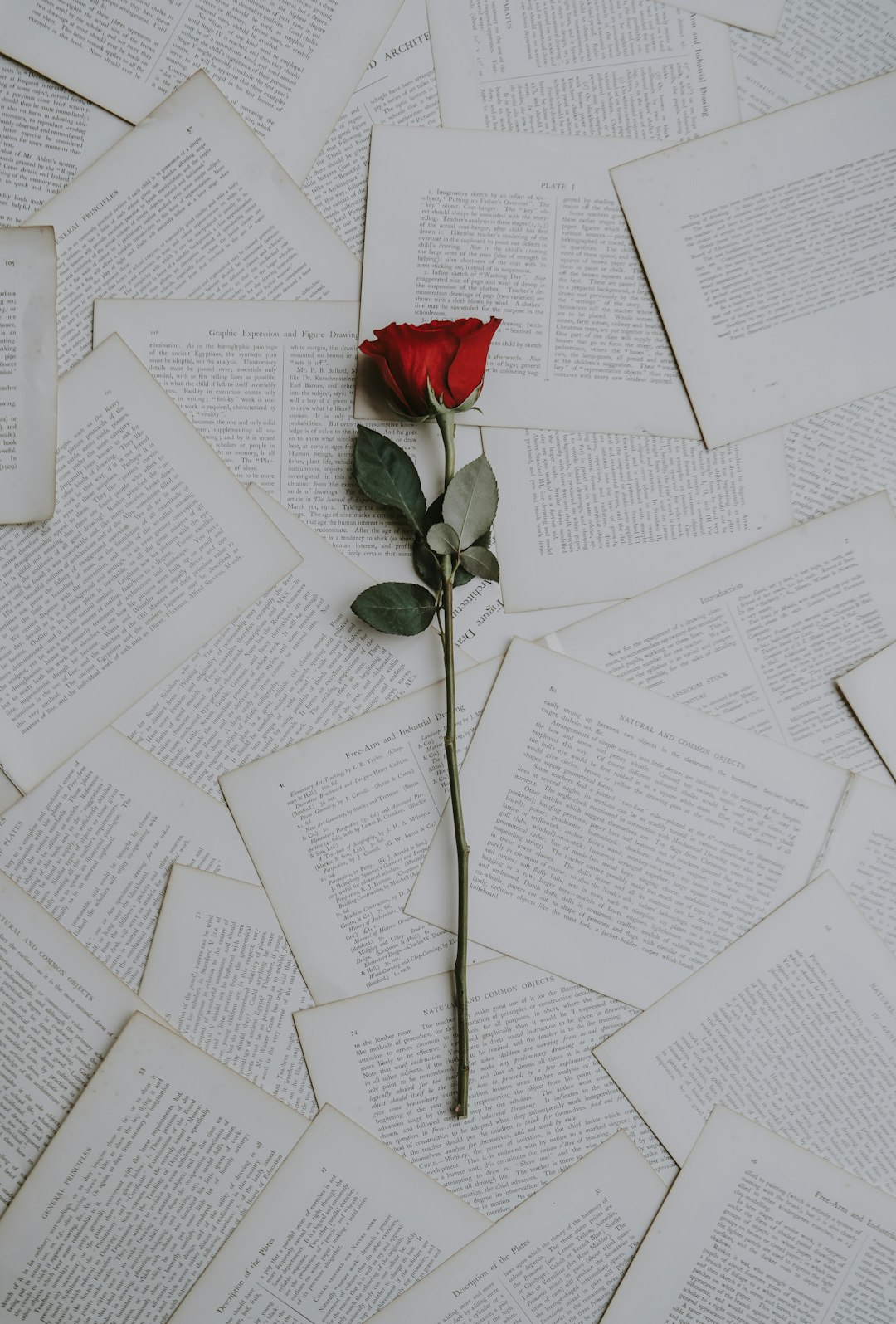 rose on documents rose on documents